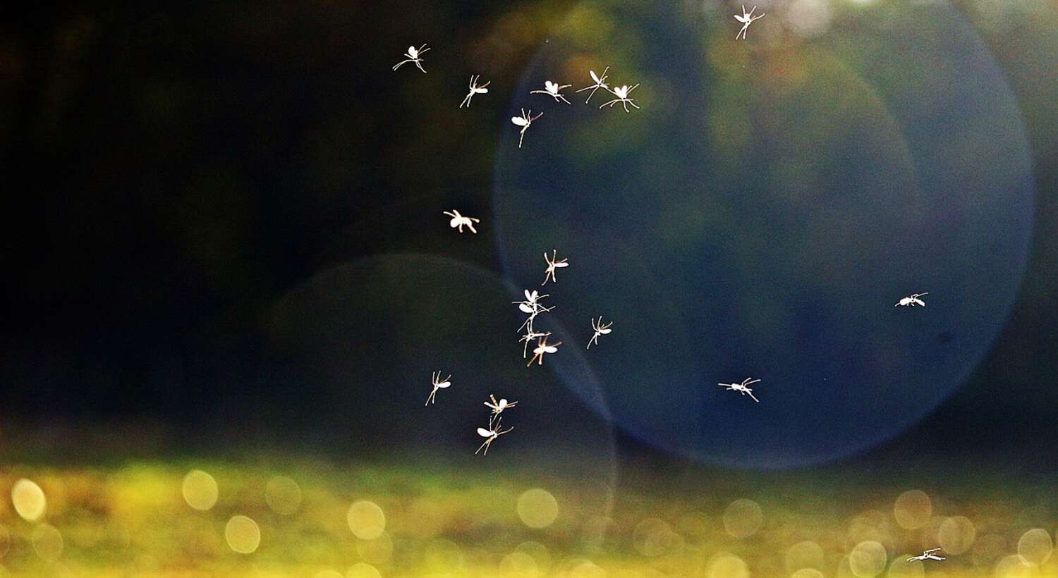 Mücken pixabay