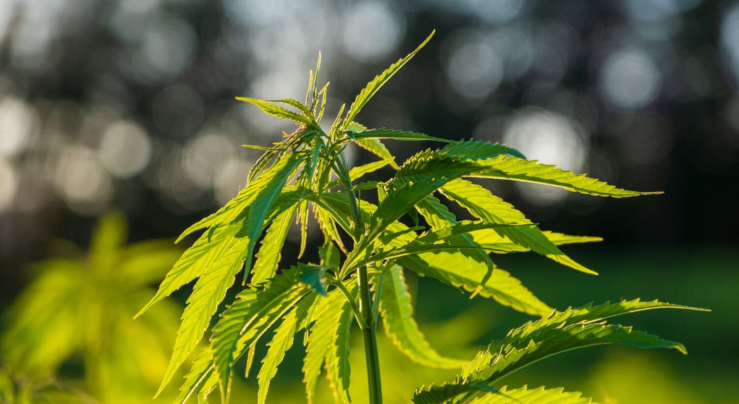 Cannabis Pflanze pixabay